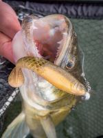 Berkley Gumová Nástraha Powerbait Cullshad Lime Chartreuse - 10 cm 8 g 6 ks (1)