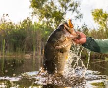 Savage Gear Žaba Hop Walker Frog Floating Black 5,5 cm 15 g (1)