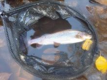 Fencl Muškársky Podberák King M Natur s Magnetom a Pogumovanou Sieťou Magnetický Držiak a Poistné Lanko 40x35 cm (3)