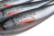 Fox Rage Gumová Nástraha Zander Pro Shad Ultra Natural Roach (4)