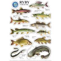 ČRS Sada Samolepiek Rýb A4 11 ks