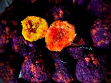 LK Baits nástraha CUC Raisin 50 g (3)