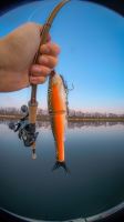 Berkley Gumová Nástraha PowerBait Nessie Gold Shad (1)
