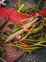 Fox Rage Gumová Nástraha Ultra Realistic Pike Replicant (6)