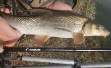 Sportex Prút Xclusive Medium Light Feeder 3,6 m 120 g (9)