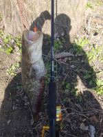 Sportex Prút Jolokia Pilk Black Edition 3 m 70-150 g (4)