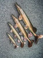 Fox Rage Gumová Nástraha Ultra Realistic Pike Replicant (7)