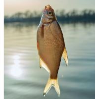 PGCZ Nástenný Rybársky Kalendár 2026 32x45 cm (13)