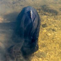 Nash Náhradná Sieťka Air Force Landing Net Mesh 46" Nash Náhradná Sieťka Air Force Landing Net Mesh 46"