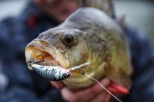 Salmo Wobler Hornet Floating Gold Fluo Perch (11)