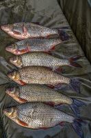 Korum Podložka Supa Lite Fast Mat XL (8)