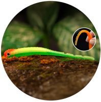 Redbass Smáčik Big Snake Fluo/Green RH UV COLOR - 20 cm 24,5 g