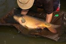 Nikl - Multifunkčná podložka pod kapra (4)