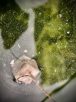 LK Baits CUC CheeseFish 50 g (4)