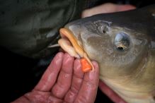 Benzar Mix Pro Corn Wafters 14 mm 60 ml (4)