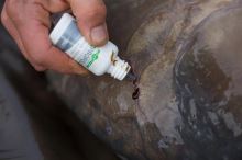 Korda Desinfekcia Propolis Carp Treatment (6)