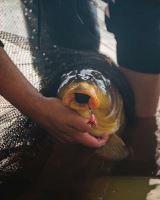 Fox Náväzce Carp Ready Rigs Fluoro D-Rig 3 ks (2)