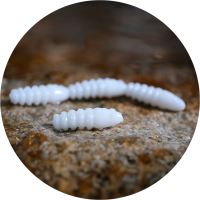 RedBass Gumová Nástraha Trout Grub White RedBass Gumová Nástraha Trout Grub White