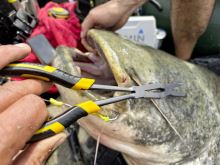 Black Cat Kliešte Silné S Dvojitým Kĺbom 33 cm (3)