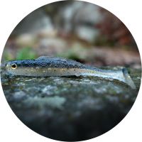 RedBass Gumová Nástraha Ripper Kicker Bass - XX 155 mm 23 g