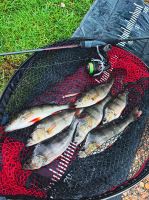 Fox Gumová Nástraha Mini Tiddler Mixed Colour Packs Loaded 4 ks (4)