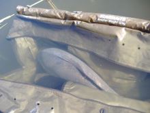 Starbaits Vážiaci Sak Monster Weight Sling (5)