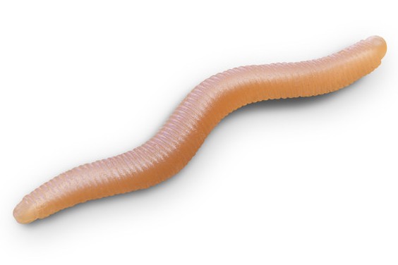 E-shop Delphin umelá nástraha b! stinxworm 4 cm 50 ks - skiny / shrimp