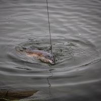 One More Cast Hotové Náväzce Meta Terminal Tackle All-In-1 Rig Coated Braid Lead Clip 2 ks (8)