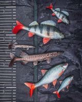 Fox Rage Gumová Nástraha Ultra Realistic Pike Replicant (9)