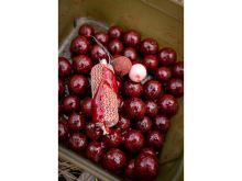 Chytil Boilies Krill Max (8)