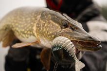 Fox Rage Gumová Nástraha Jointed Replicant Original Stickleback (6)