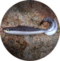 RedBass Gumová Nástraha Twister Kixter Brown/Silver - 12,5 cm 14 g