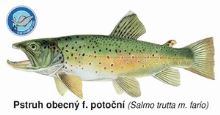 ČRS Magnetka Pstruh Obecný F. Potočný ČRS Magnetka Pstruh Obecný F. Potočný