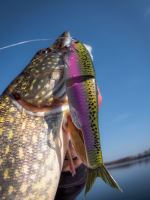 Berkley Gumová Nástraha PowerBait Nessie Gold Shad (5)