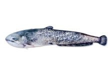 Gaby Plyšová ryba Sumec 115 cm