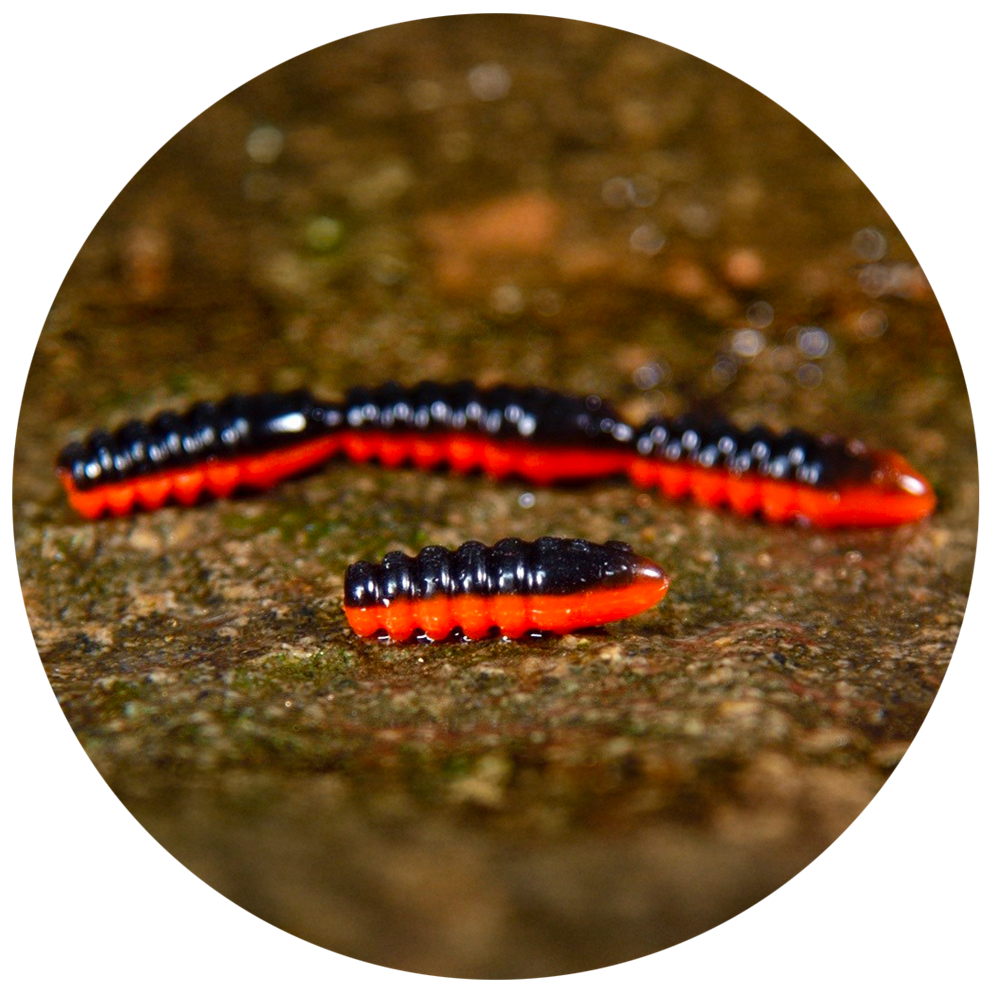 Redbass gumová nástraha trout grub black/signal orange uv color - 3x25 mm