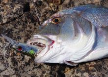 Savage Gear Wobler Gravity Runner Extra Fast Sinking Pink Belly Sardine 10 cm 55 g (2)