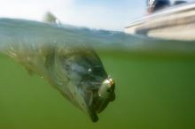 Berkley Wobler J-Walker Perfect Ghost 10 cm 14 g (2)