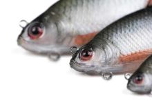 Fox Rage Gumová Nástraha Ultra Realistic Roach Replicant (5)