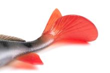 Fox Rage Gumová Nástraha Ultra Realistic Perch Replicant (3)