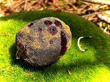 LK Baits Nutrigo Predator (10)