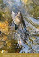 ČRS Nástenný Rybársky Kalendár Na Rok 2024 (8)