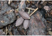 Zfish Záťaž Horizon In-Line Lead BN (1)