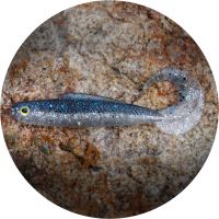 RedBass Gumová Nástraha Twister Kixter Super Natur - 12,5 cm 14 g