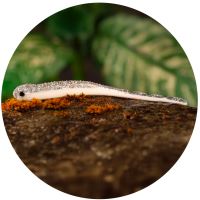 Redbass Smáčik Big Snake White G - 15,5 cm 11 g Redbass Smáčik Big Snake White G - 15,5 cm 11 g