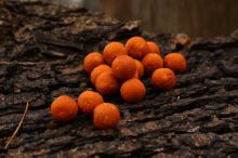 Nikl Boilie Chilli & Peach (3)