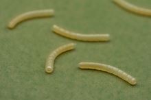 One More Cast Rovnátka Dazzlers Magoliner Curve 10 ks (3)