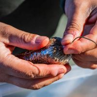 One More Cast PVA Vrecko Fade Solid PVA Bags 25 ks (13)