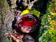 LK Baits Nutrigo Predator (14)