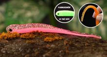 Redbass Smáčik Big Snake Pink G UV COLOR (1)